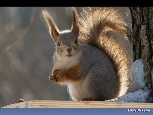 Cutest Squirrels Excellent Photography