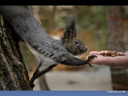 Cutest Squirrels Excellent Photography