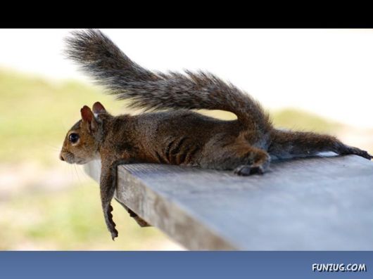 Cutest Squirrels Excellent Photography