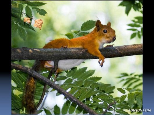 Cutest Squirrels Excellent Photography