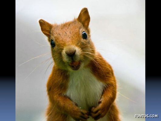 Cutest Squirrels Excellent Photography