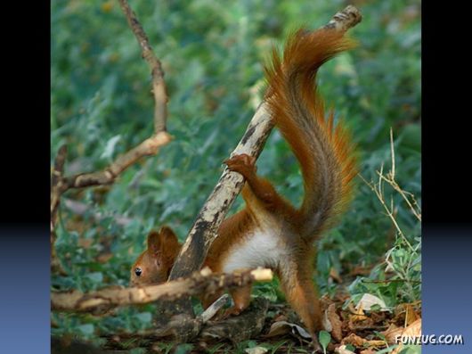 Cutest Squirrels Excellent Photography