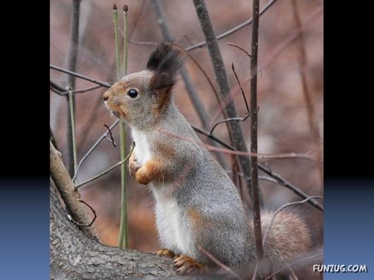 Cutest Squirrels Excellent Photography