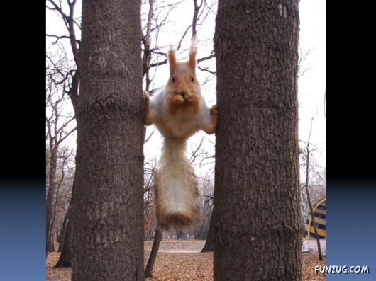 Cutest Squirrels Excellent Photography