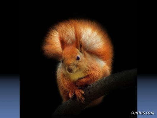 Cutest Squirrels Excellent Photography