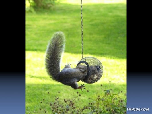 Cutest Squirrels Excellent Photography