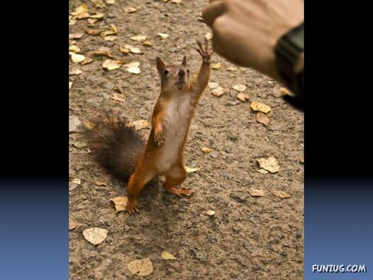 Cutest Squirrels Excellent Photography
