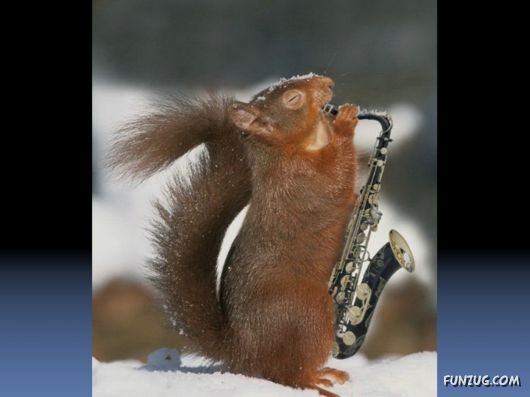 Cutest Squirrels Excellent Photography