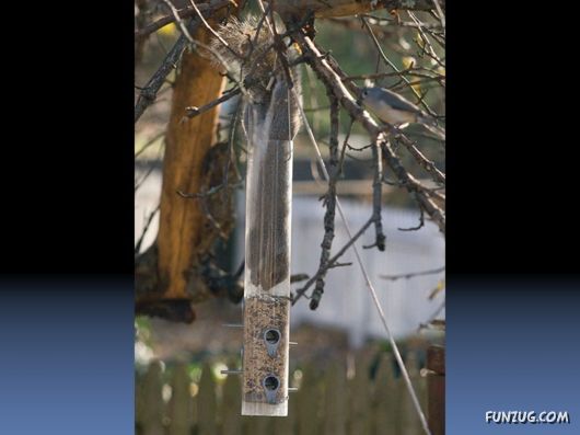 Cutest Squirrels Excellent Photography