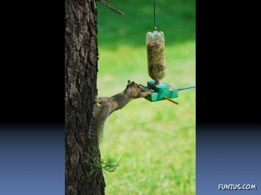 Cutest Squirrels Excellent Photography