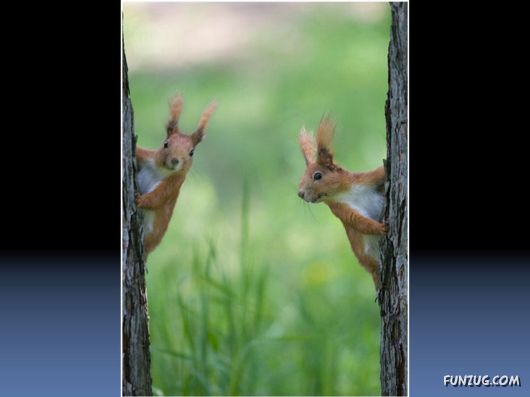 Cutest Squirrels Excellent Photography