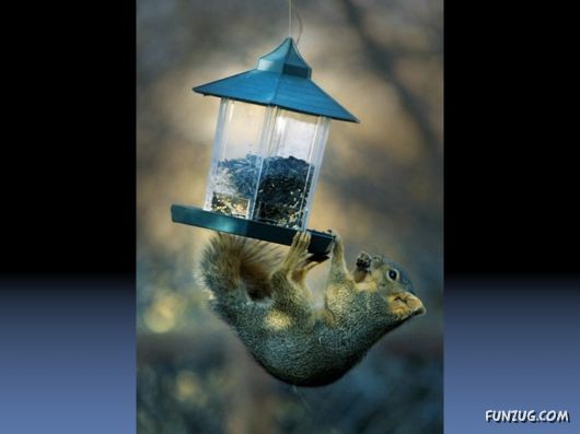 Cutest Squirrels Excellent Photography