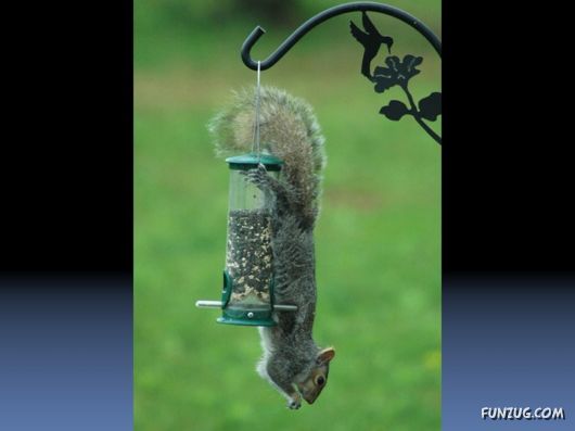 Cutest Squirrels Excellent Photography