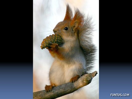 Cutest Squirrels Excellent Photography