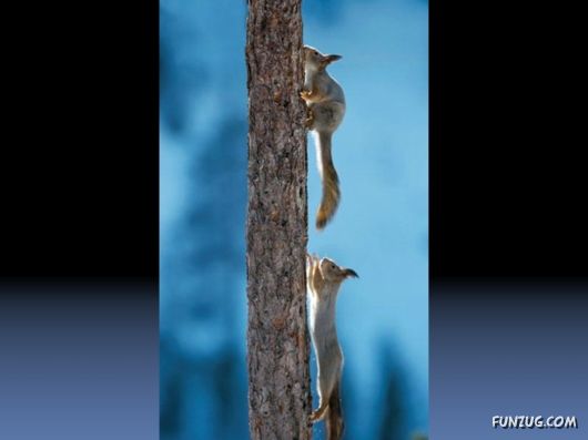 Cutest Squirrels Excellent Photography