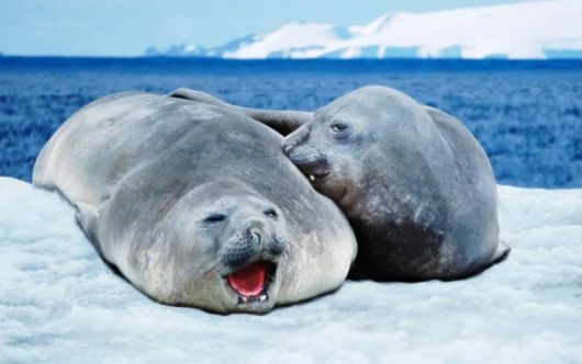 Great Family Pictures of Animals