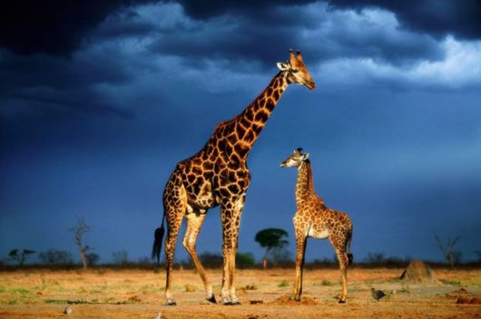 Great Family Pictures of Animals