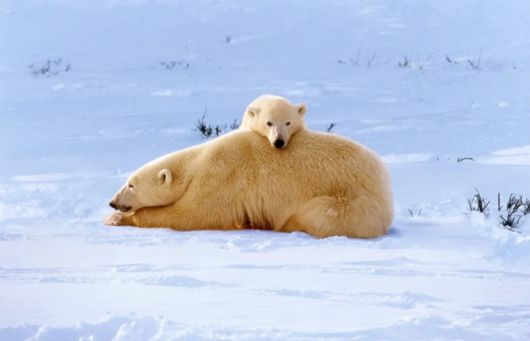 Great Family Pictures of Animals