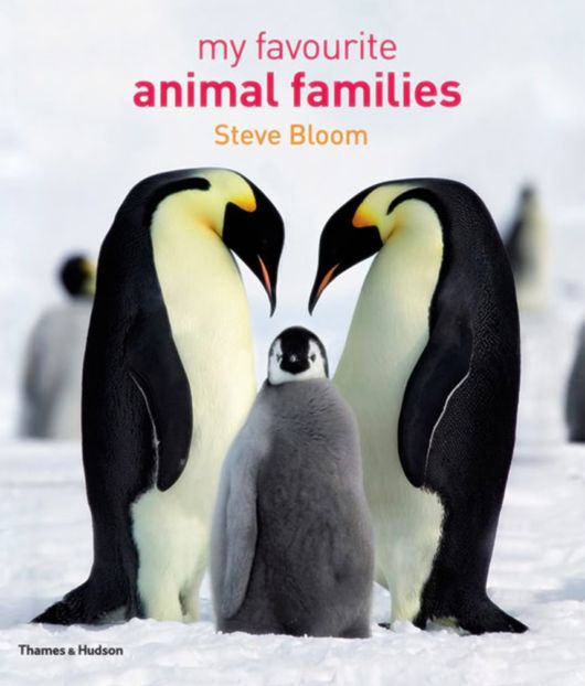 Great Family Pictures of Animals