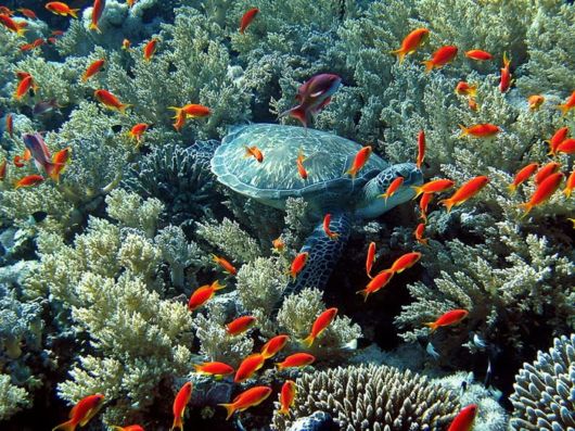 Beautiful Ocean Turtle Photos