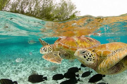 Beautiful Ocean Turtle Photos