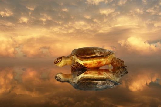 Beautiful Ocean Turtle Photos