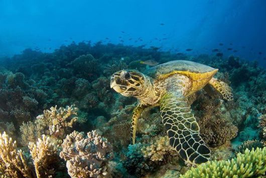 Beautiful Ocean Turtle Photos