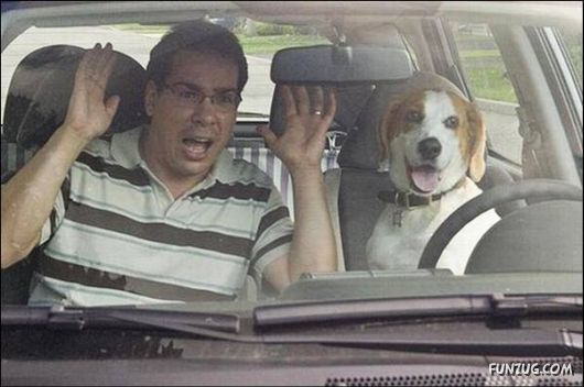 Dogs Are Really True Friends