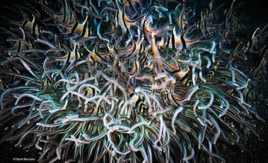 Winners Of Wildlife Photographer Of The Year 2014