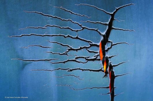 Winners Of Wildlife Photographer Of The Year 2014