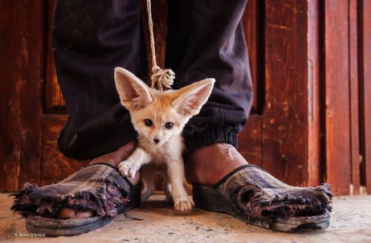 Winners Of Wildlife Photographer Of The Year 2014