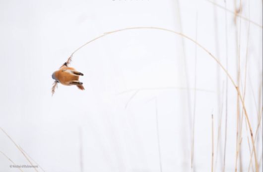 Winners Of Wildlife Photographer Of The Year 2014