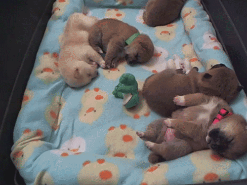 The 30 Tiniest and Cutest Puppies In The World